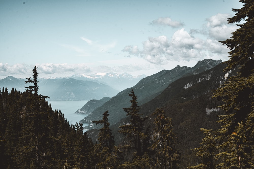 Grüne Bäume am Berg unter blauem Himmel tagsüber