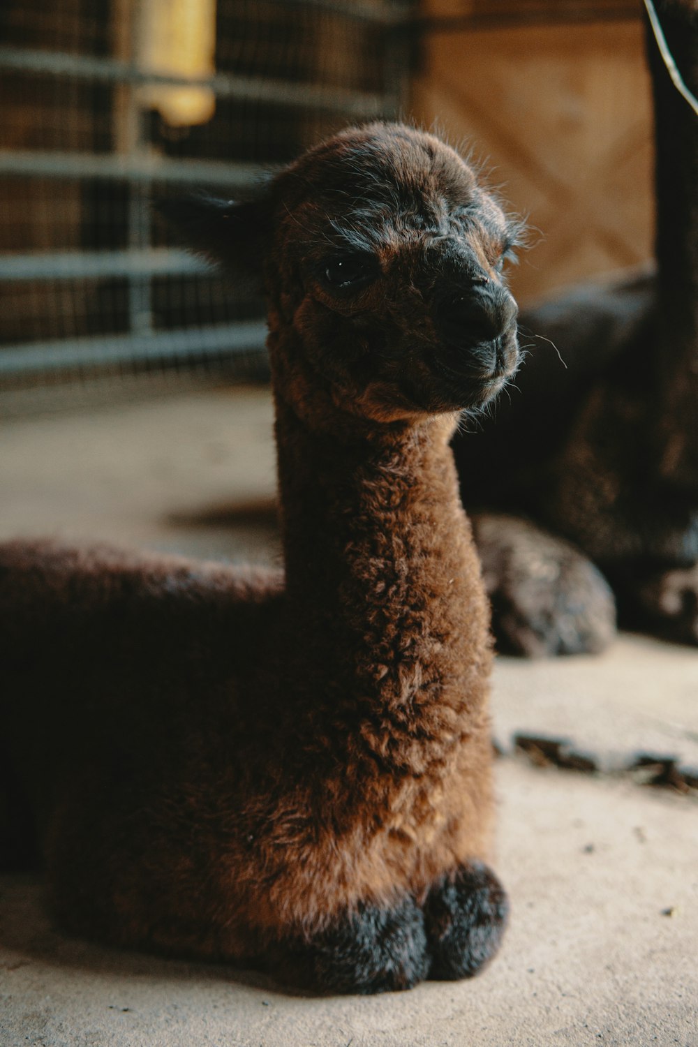 brown llama on brown sand during daytime