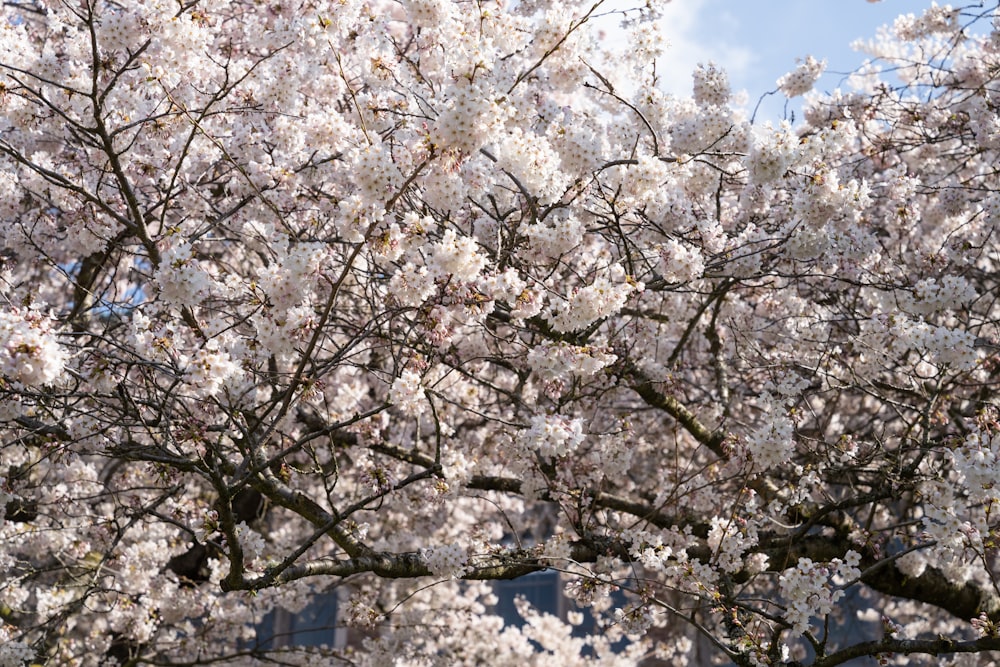 white cherry blossom tree during daytime