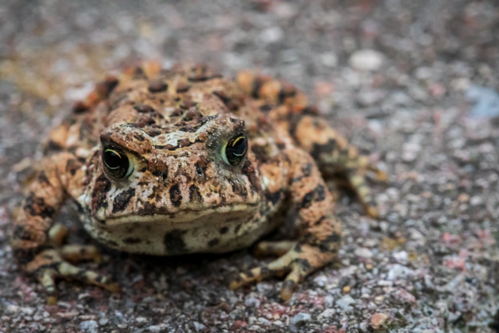 brown and black frog on gray and brown stone