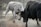 Two bulls, one white and one black, engage in a head-to-head clash, kicking up dust in a fenced outdoor area. The scene captures the intensity of their confrontation and the movement of their muscular bodies.