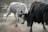 Two bulls, one white and one black, engage in a head-to-head clash, kicking up dust in a fenced outdoor area. The scene captures the intensity of their confrontation and the movement of their muscular bodies.