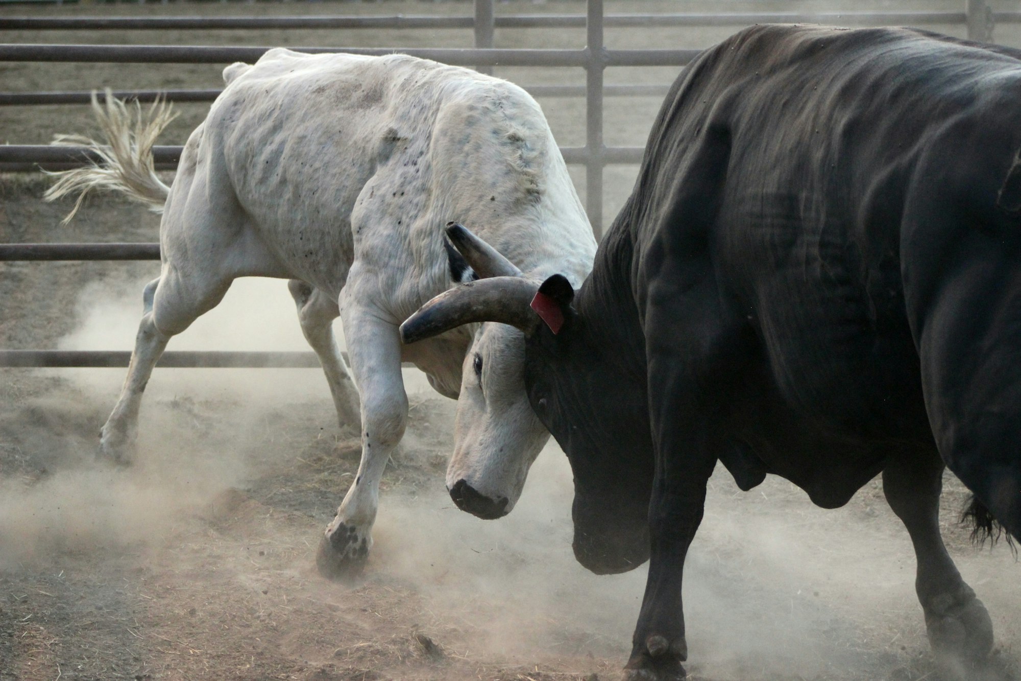 white and black cow on brown soil