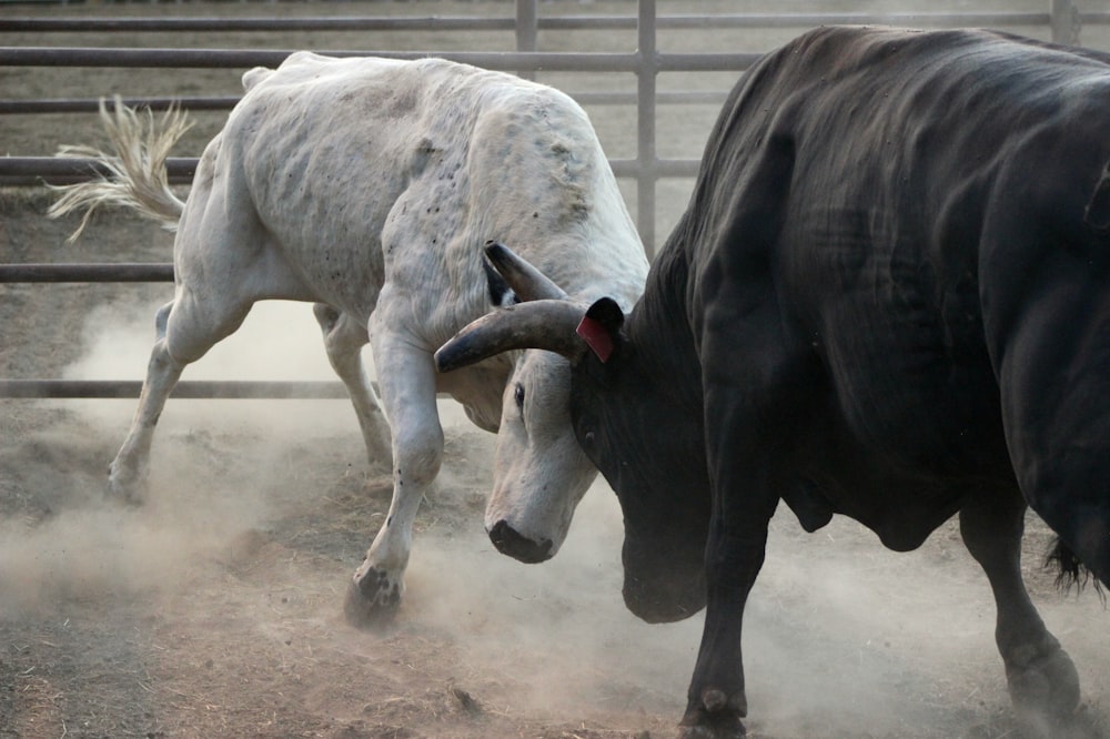 white and black cow on brown soil