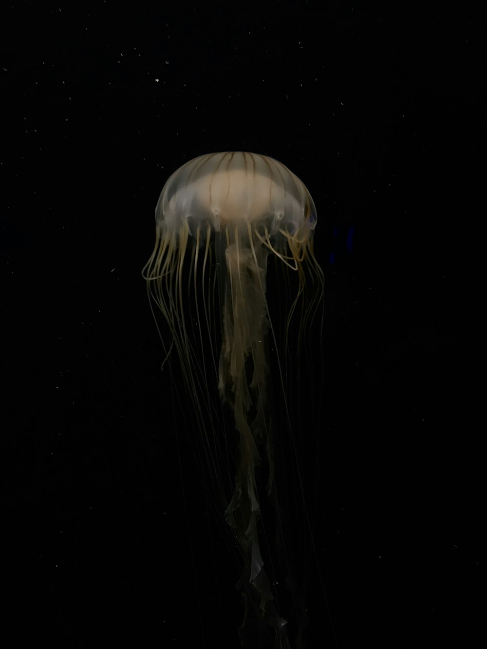 brown jellyfish in black background