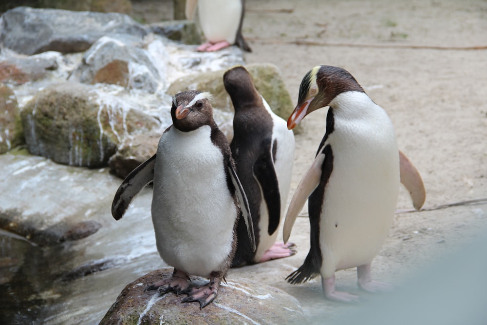 penguins on rock during daytime