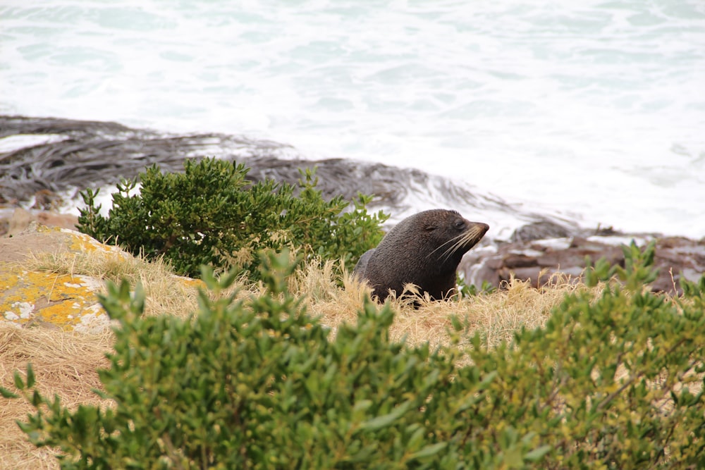 black seal on green grass near body of water during daytime