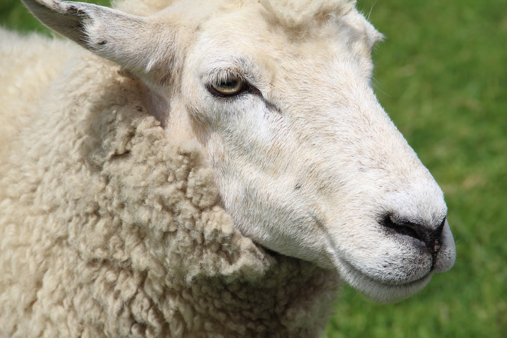 white sheep in close up photography