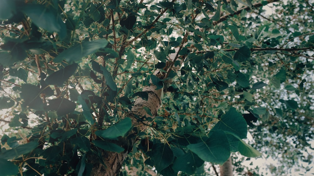 green leaves on brown tree branch