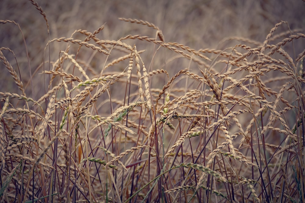 brown wheat field during daytime