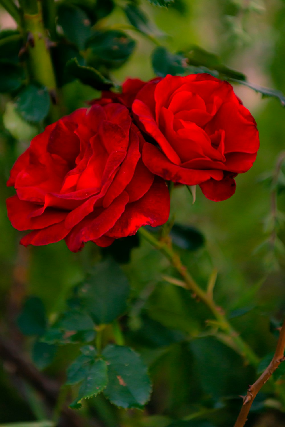 red rose in bloom during daytime