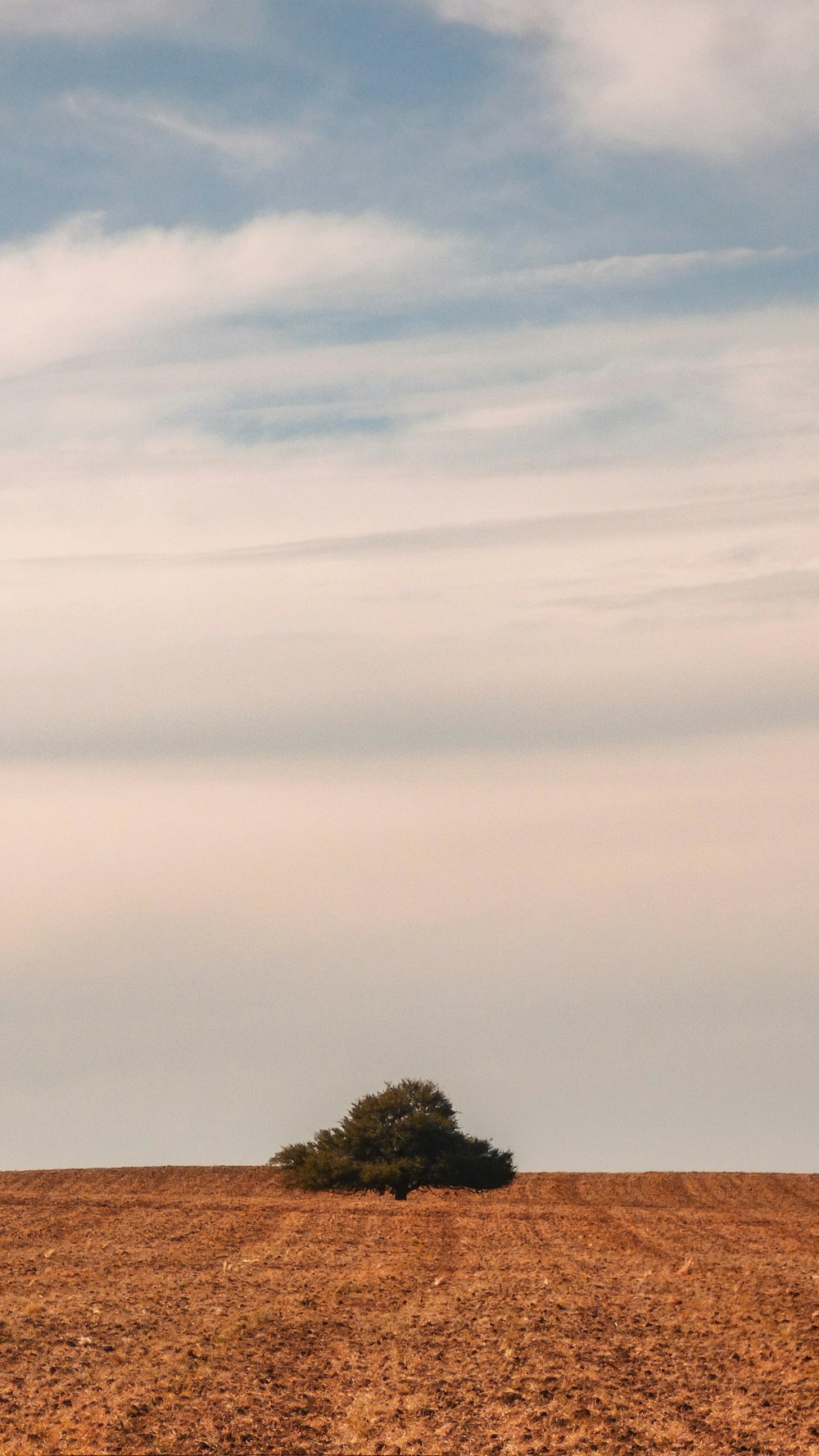 green tree under white clouds