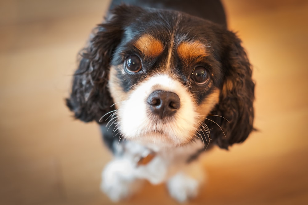 tricolor beagle puppy on focus photo