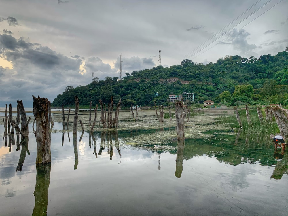 green trees on body of water under cloudy sky during daytime