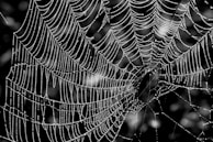 A detailed macro shot of dew drops on a spider web glistening in the early morning light.