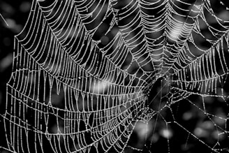 A detailed macro photo of a dewdrop on a spider web glistening in morning light.
