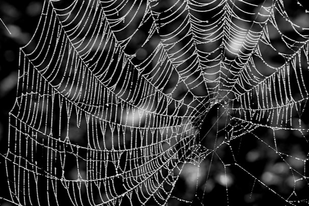 A detailed macro photo of a dewdrop on a spider web glistening in morning light.