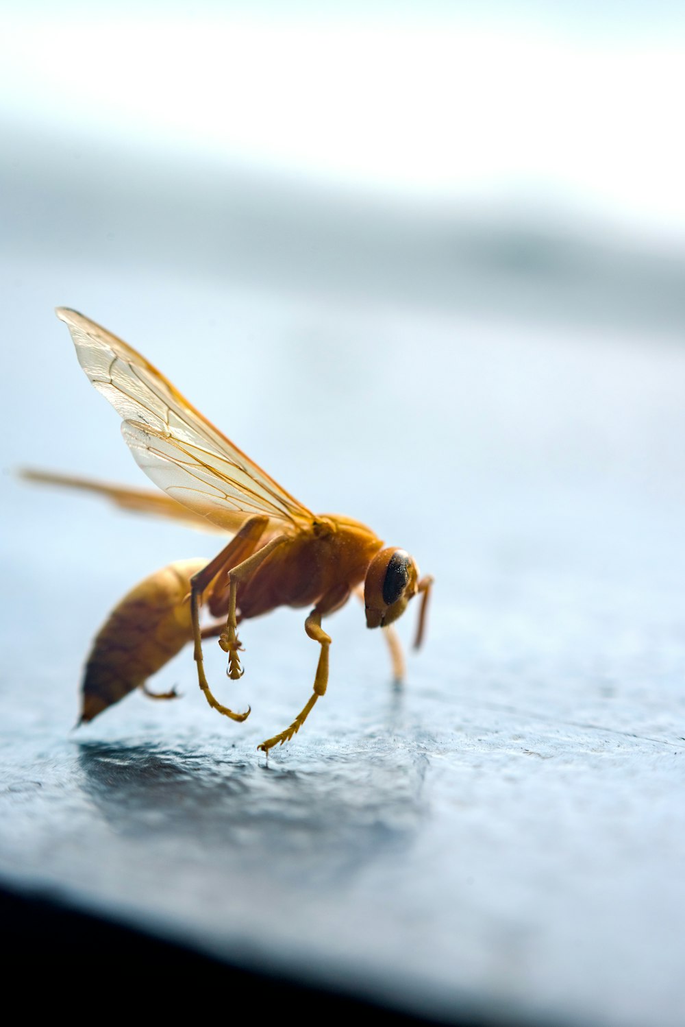 brown and black insect on white surface