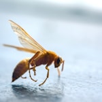 brown and black insect on white surface