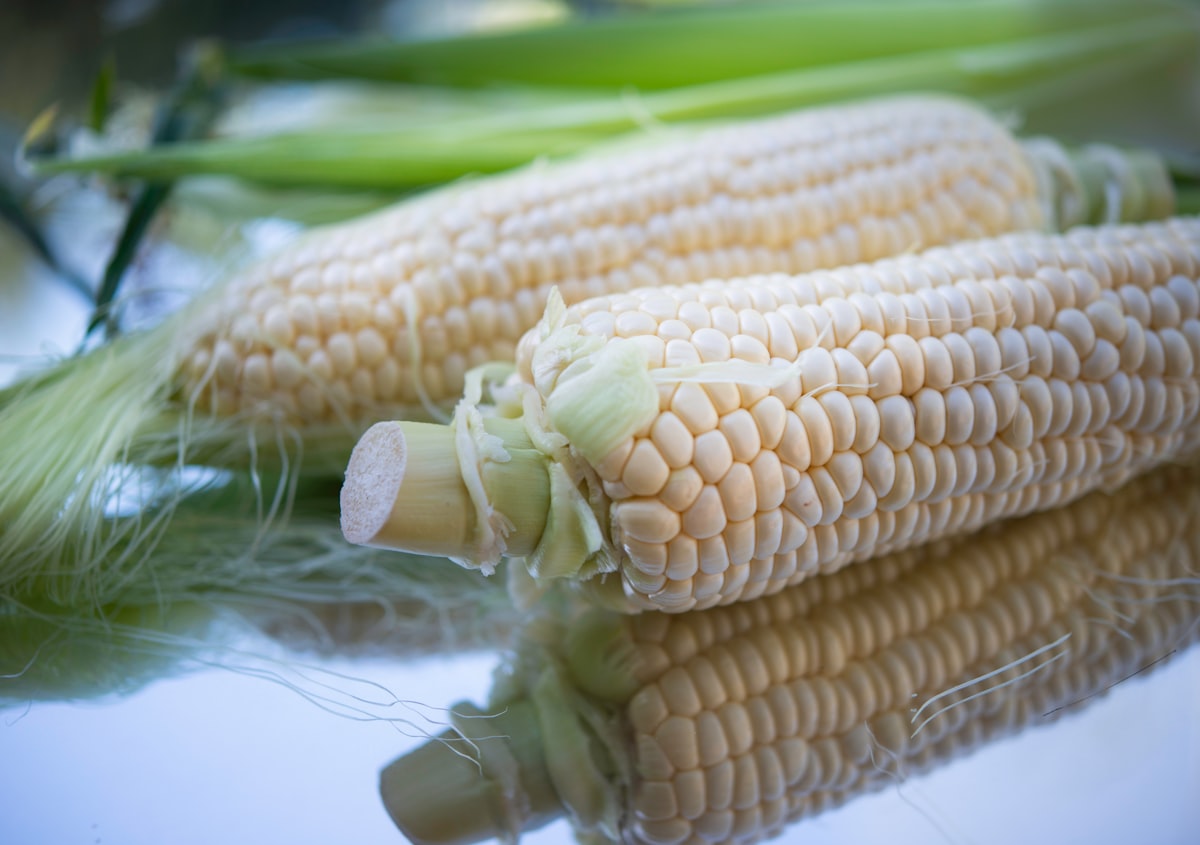 El debate del maíz en México: producción, consumo y prohibición de transgénicos