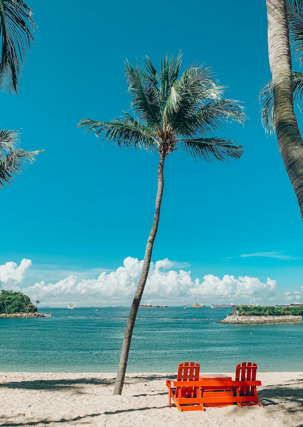 palm tree near body of water during daytime