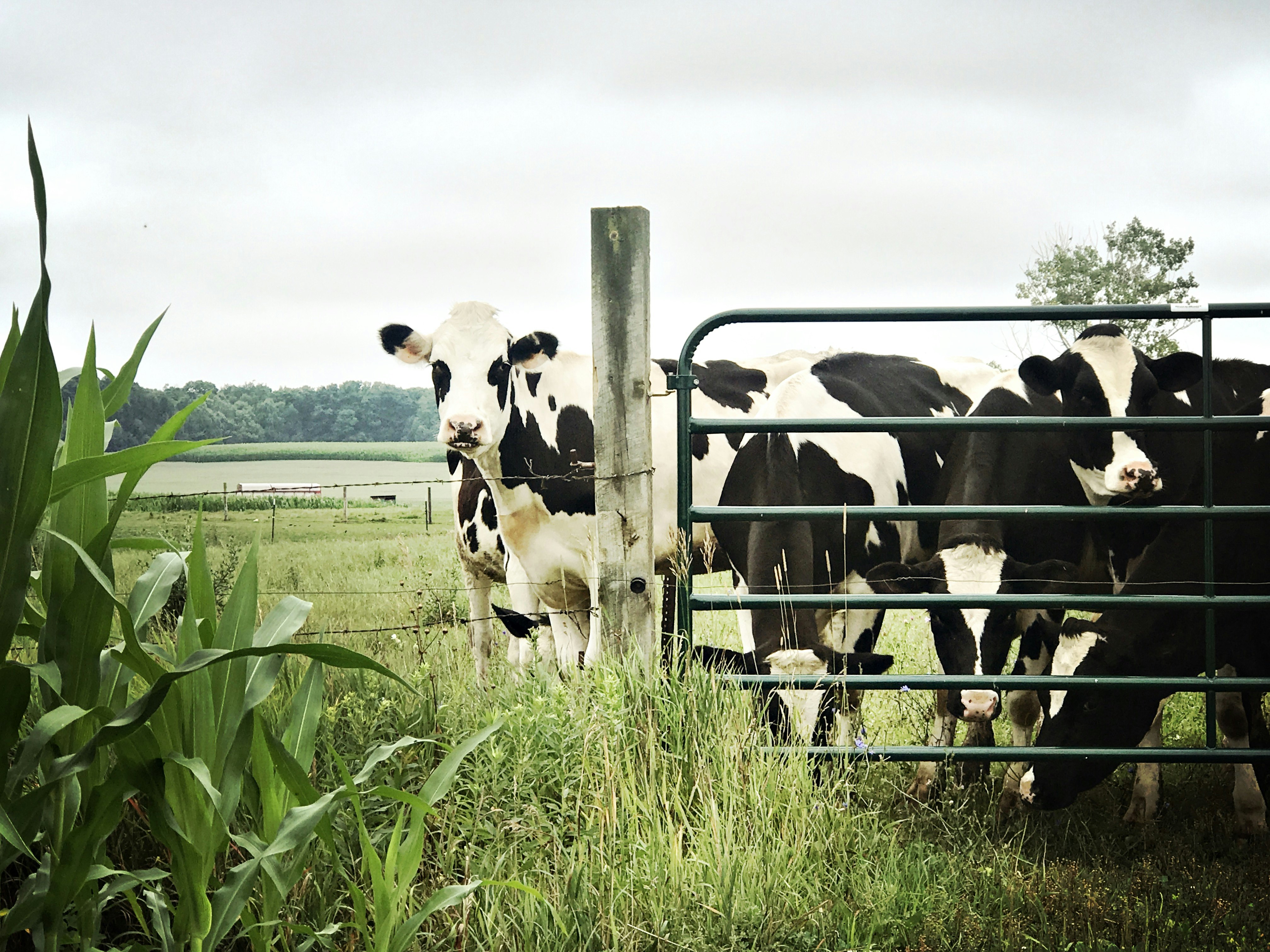 Premium cattle feed manufacturer in Kerala - Nanma Feeds 4