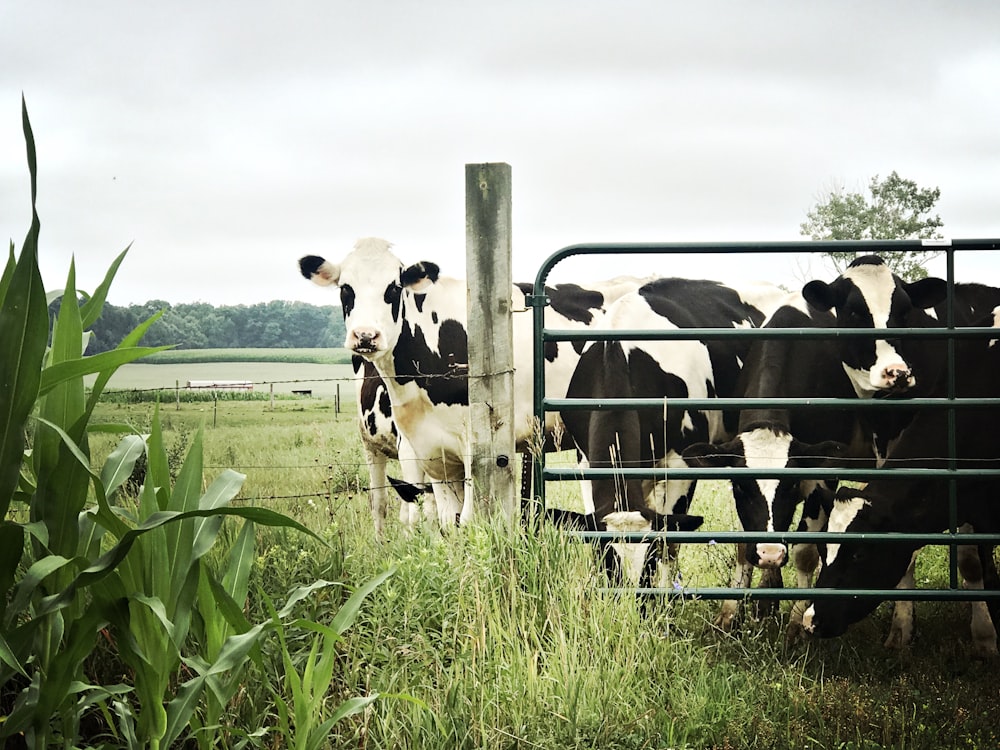 white and black cow on green grass field during daytime