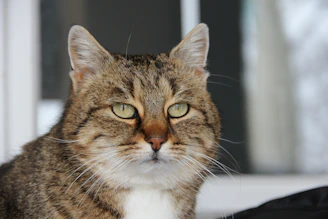A close-up of a tabby cat’s gentle eyes, capturing a moment of calm.