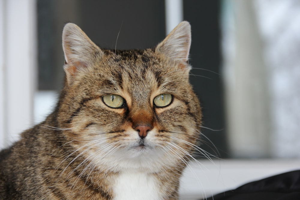 brown tabby cat on white textile