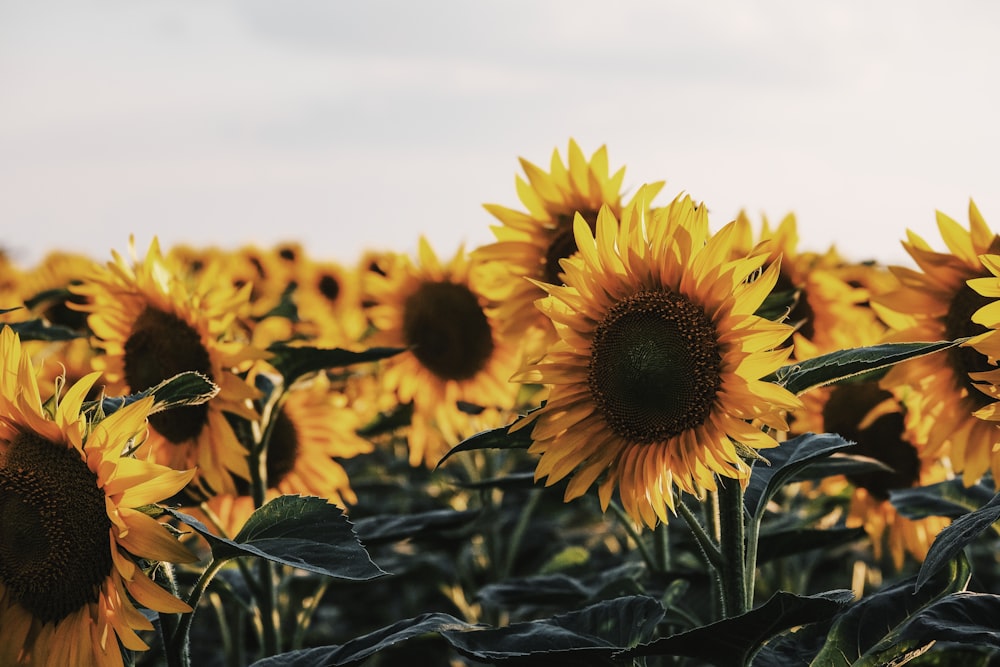 sunflower field under white sky during daytime