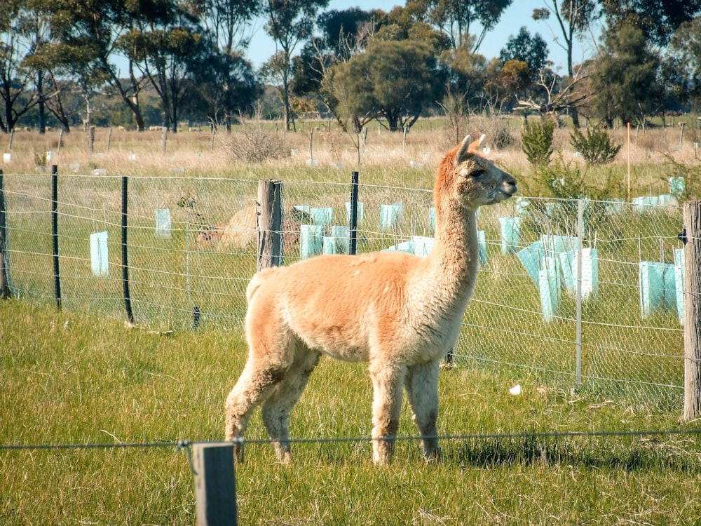 brown llama on green grass field during daytime