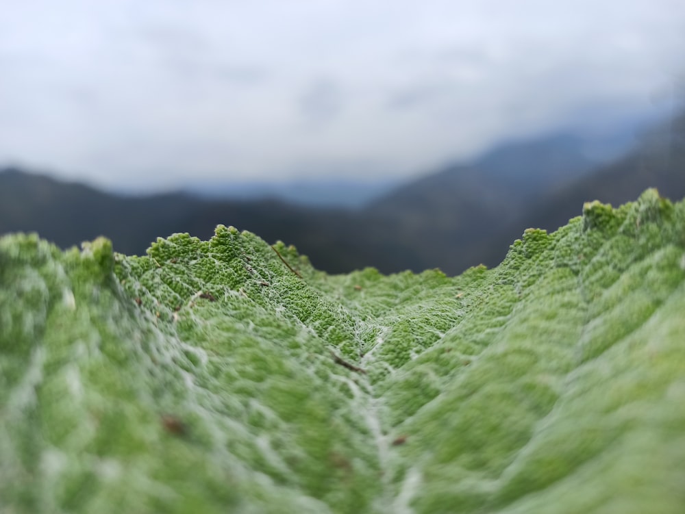 green leaf plant with water droplets