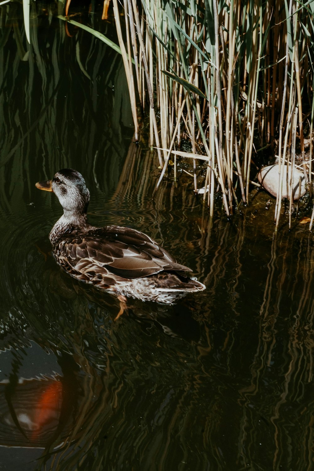 brown and white duck on water