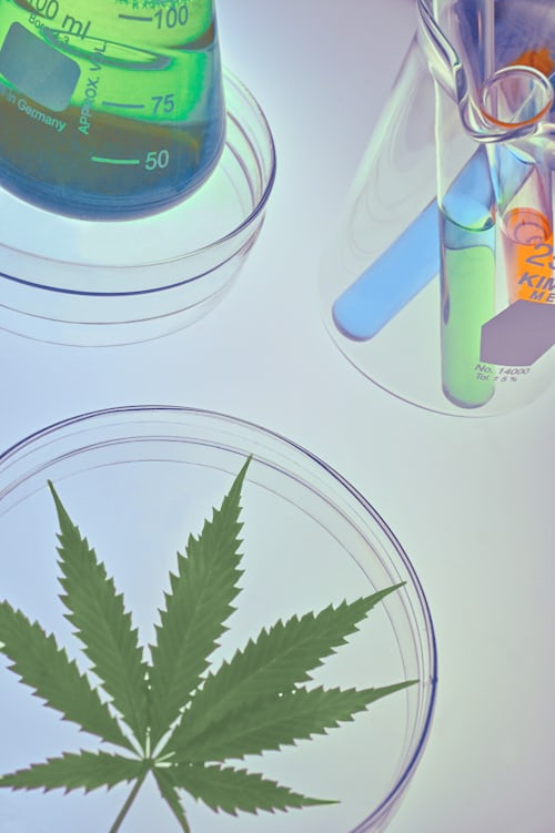 medical cannabis clinical test