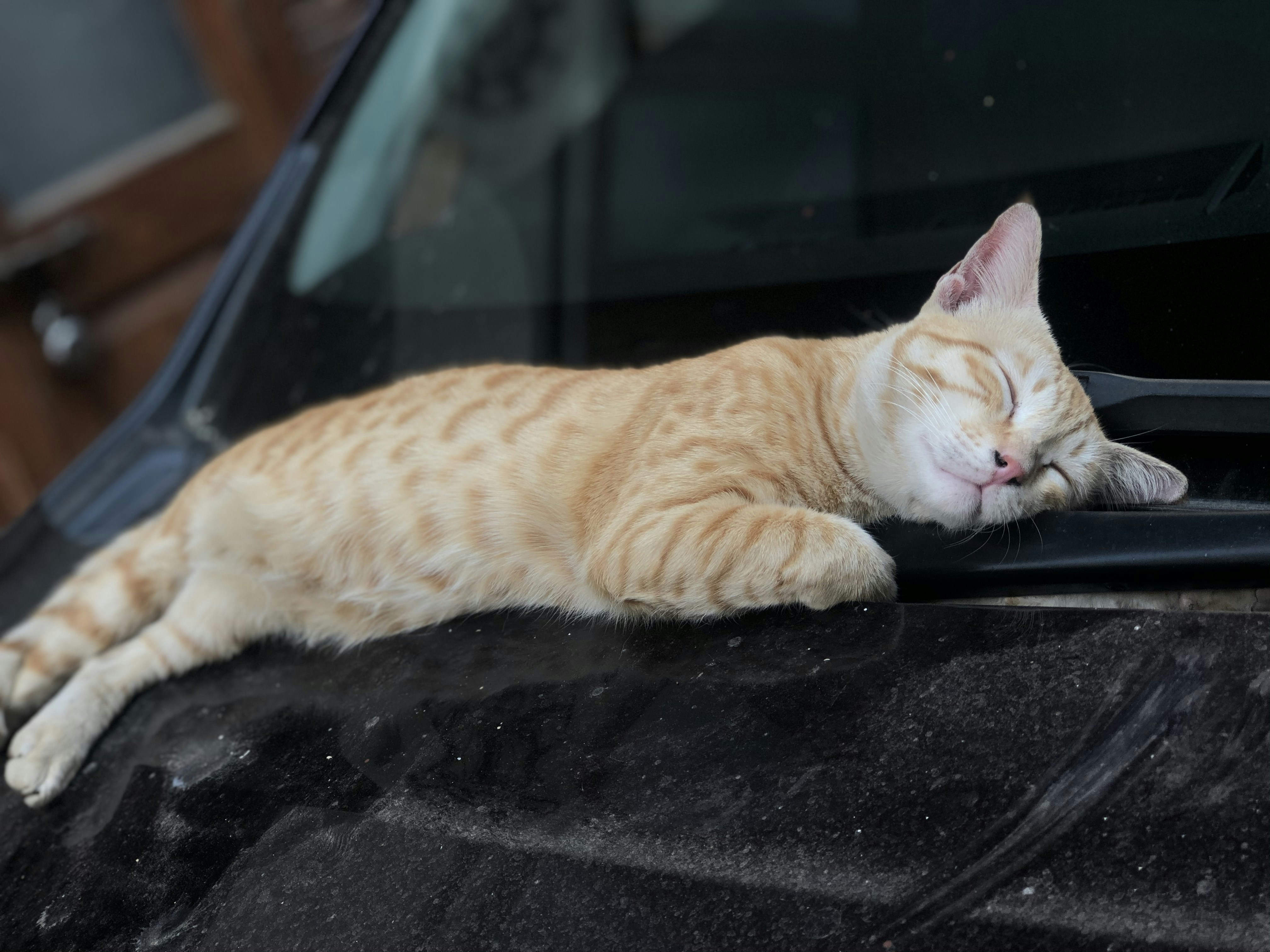 orange tabby cat lying on black car hood during daytime