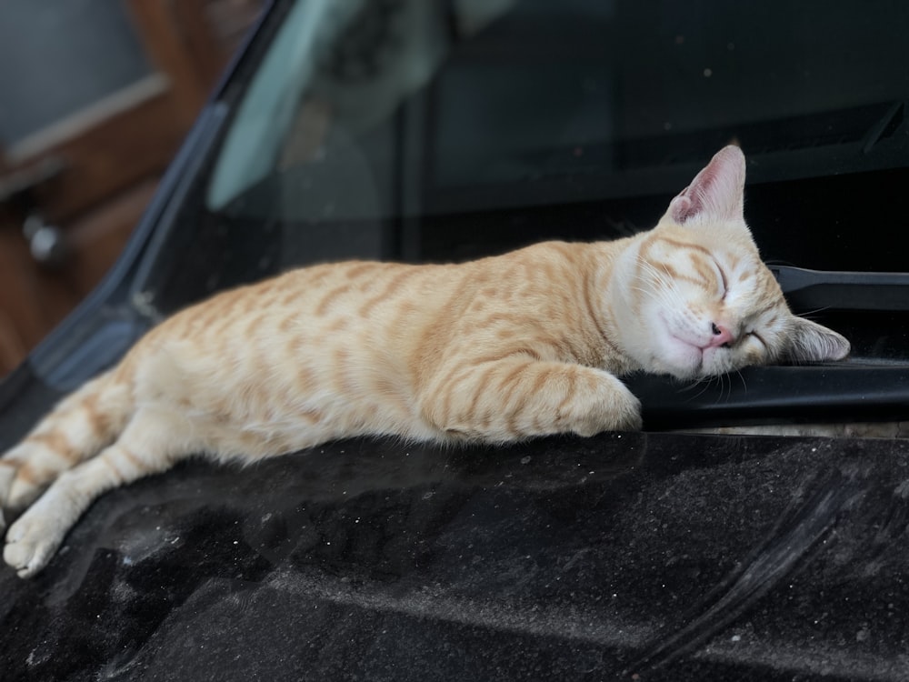 orange tabby cat lying on black car hood during daytime