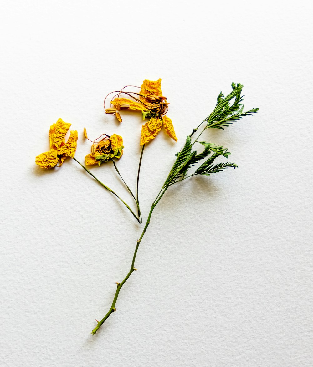 flores amarillas en una pared blanca