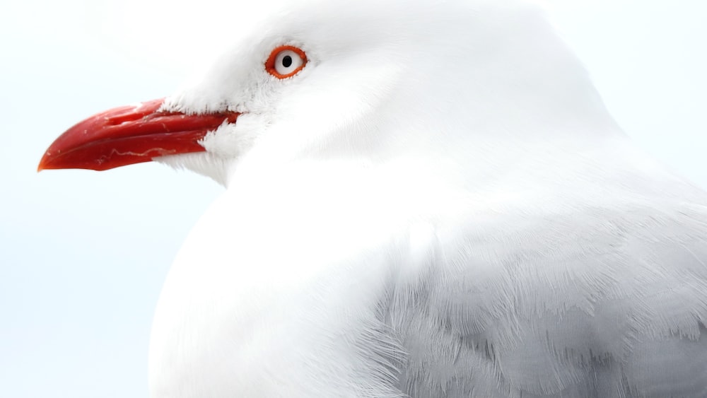 Foto zum Thema weißer Vogel mit roten Augen – Kostenloses Bild zu  Neuseeland auf Unsplash