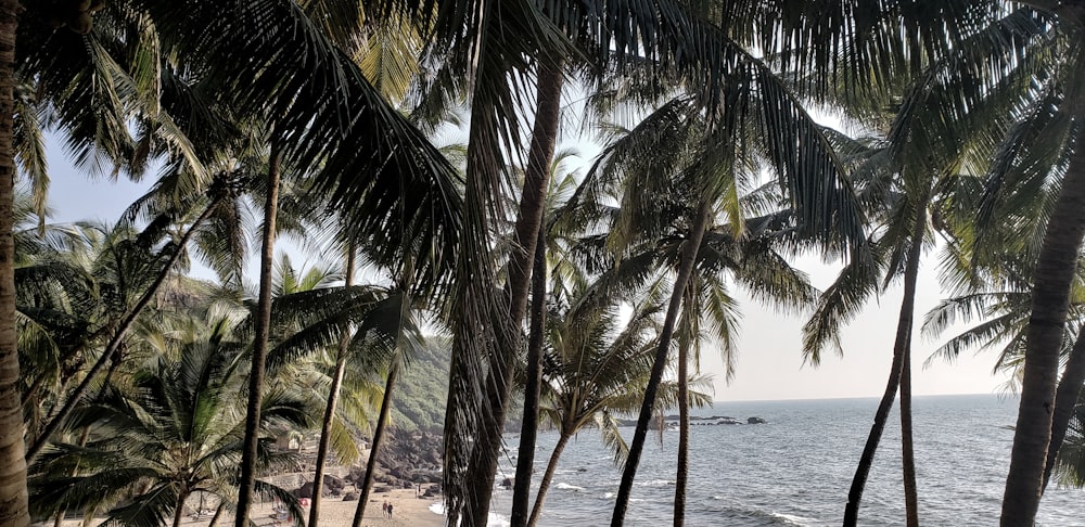 green palm tree near body of water during daytime