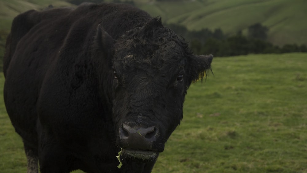 black cow on green grass field during daytime