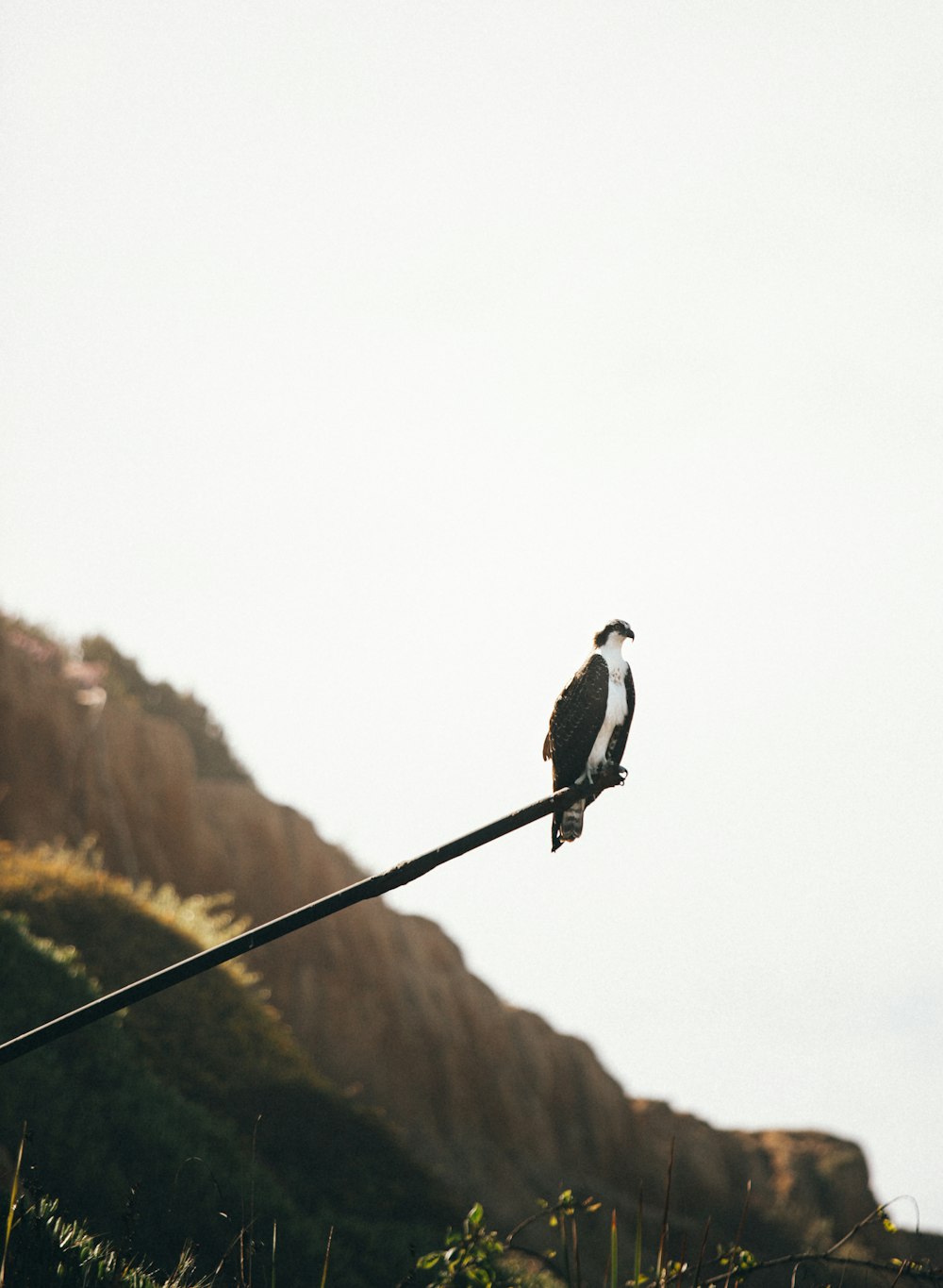 black and white bird on black wire during daytime