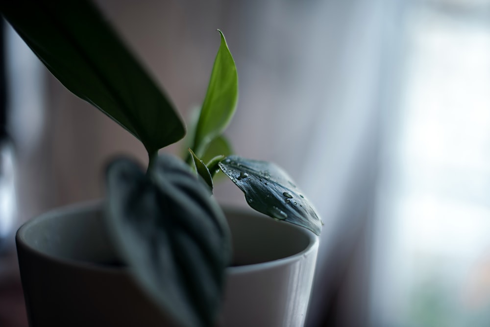 green plant in white ceramic pot