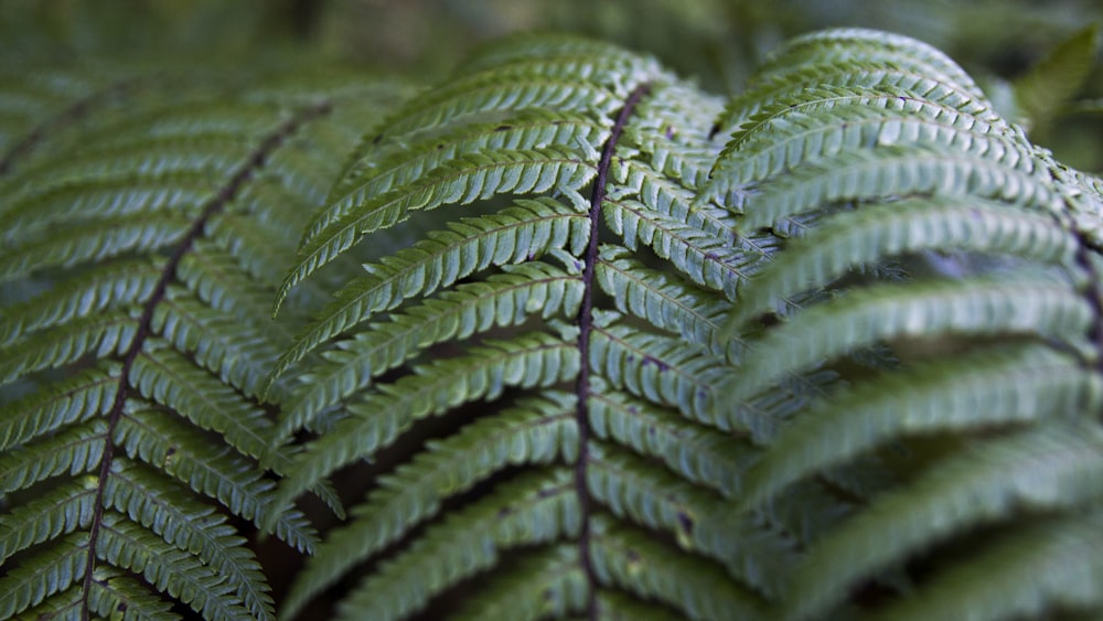 green fern plant in close up photography