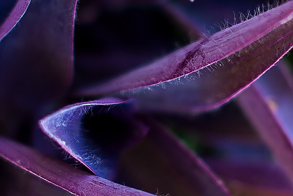 purple flower in macro lens