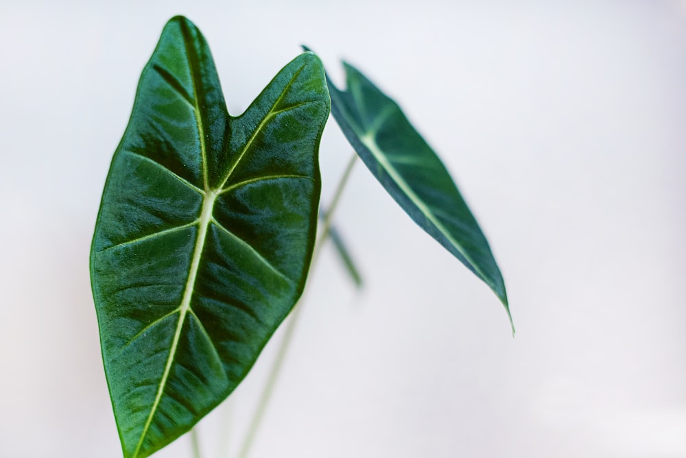 green leaf on white surface