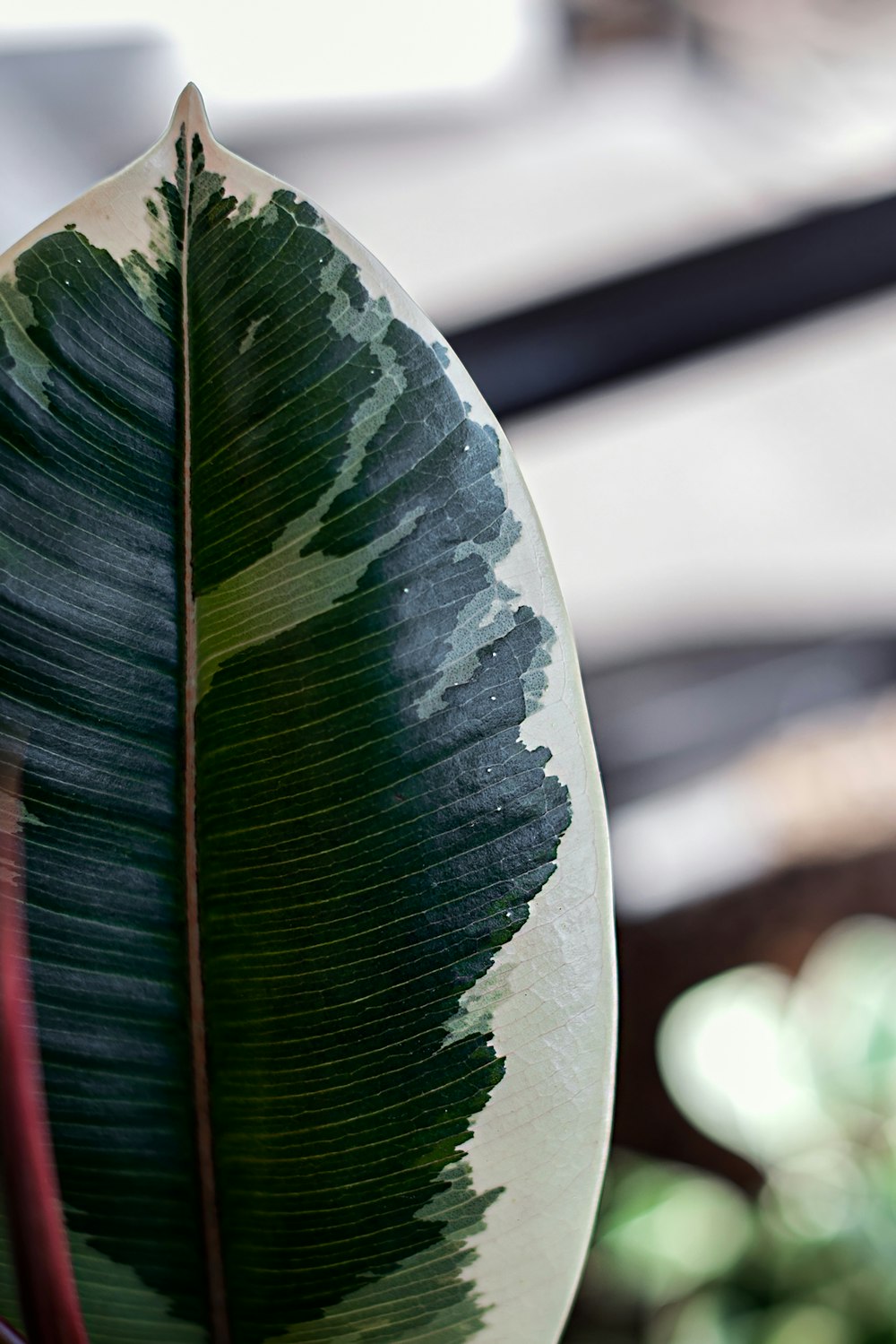 green leaf in close up photography