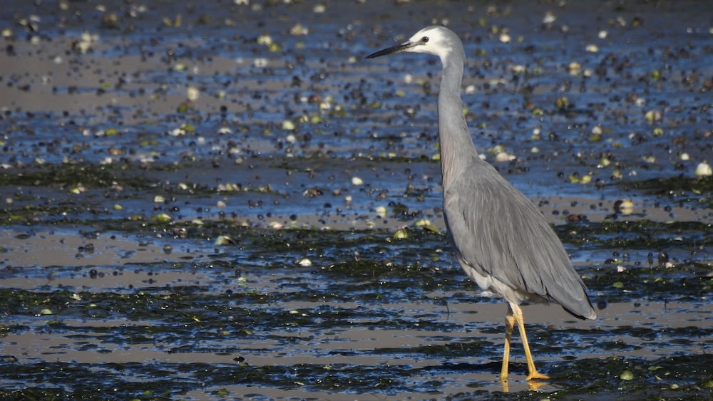 grey heron on water during daytime