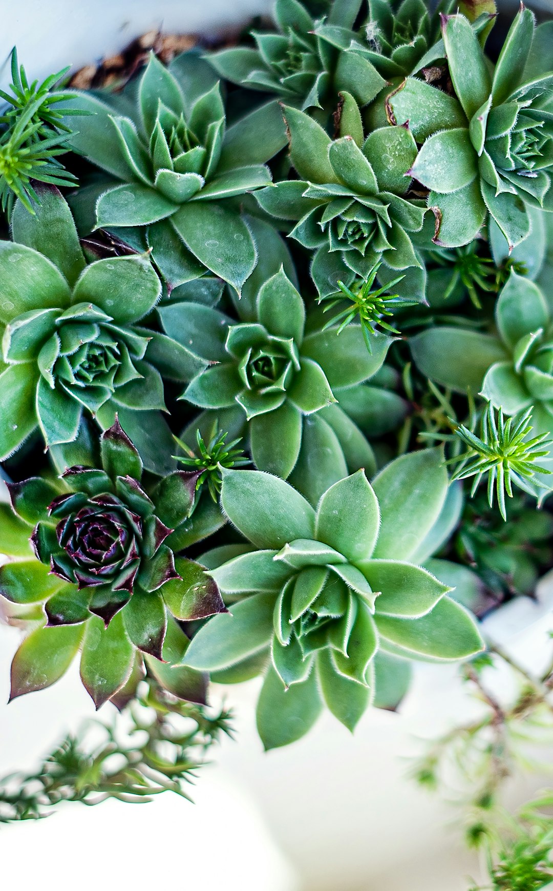 mint bloom, plants, green succulent plant in close up photography