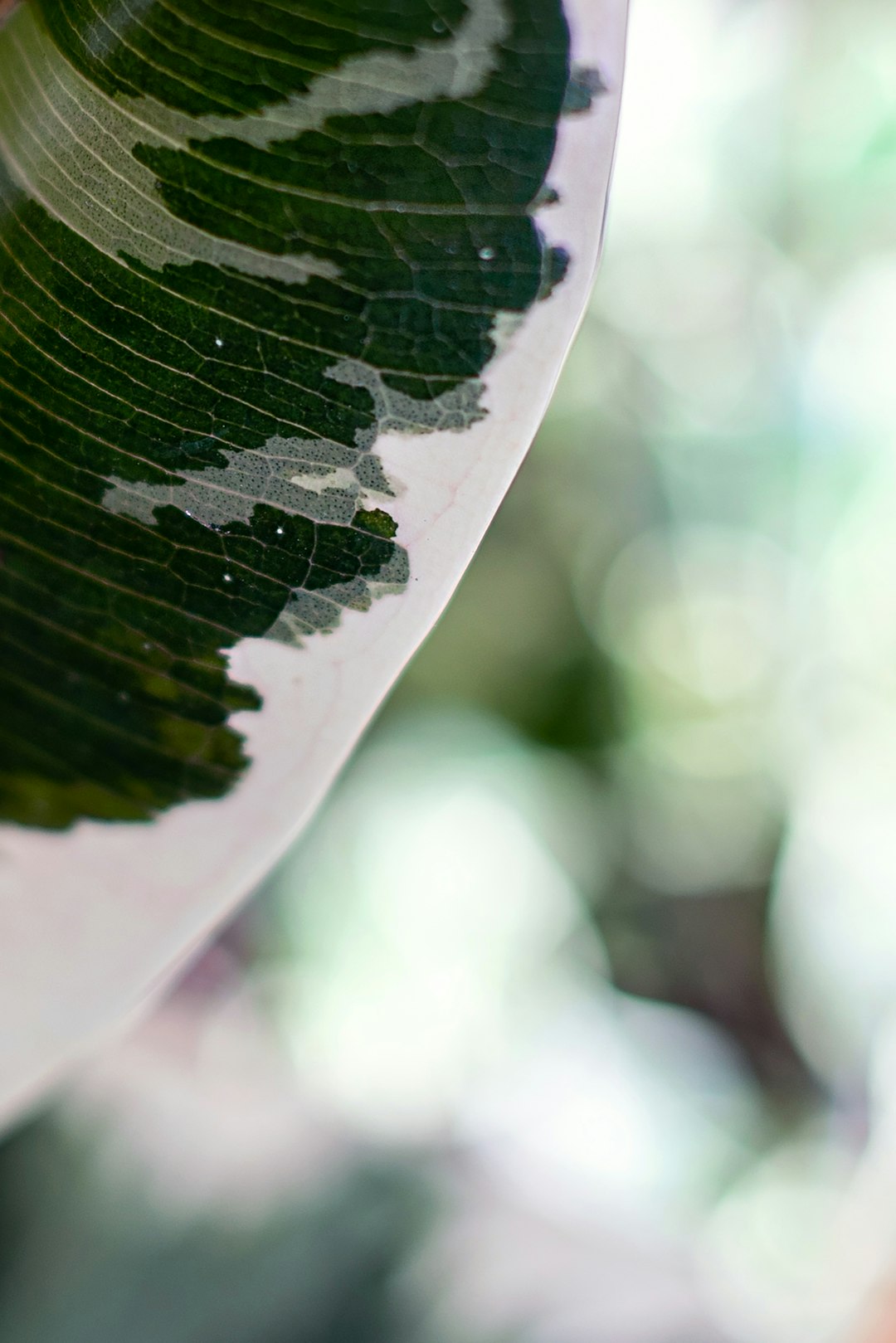 green leaf in macro shot