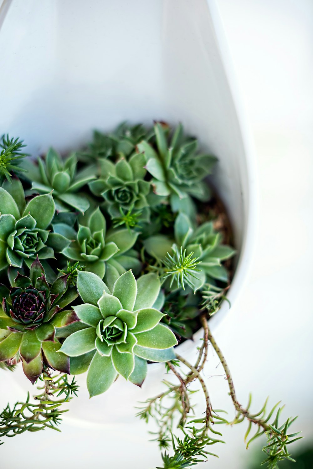 green succulent plant on white ceramic pot